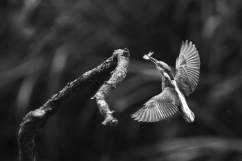 Predation