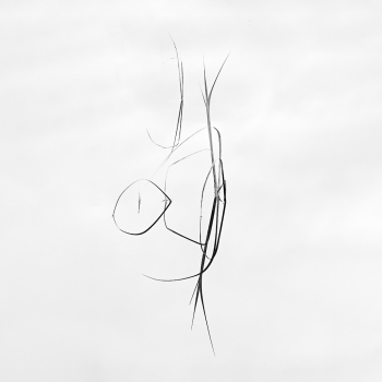 Lake Calligraphy