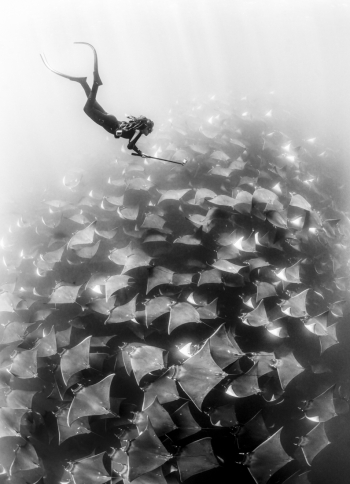 Mobula Freedive