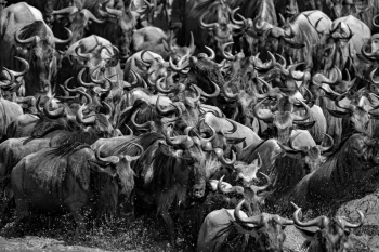 Migration