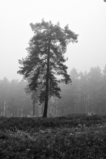 Burial Grounds