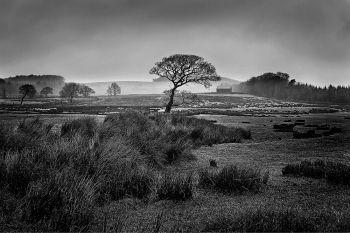 Winter Tree at Marshaw
