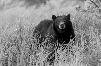 Bearing Witness