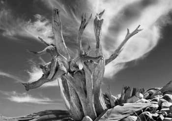 High Desert Statuary