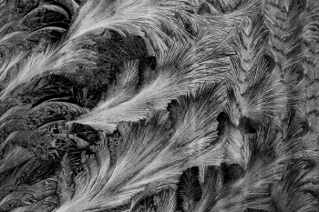 Ice flower