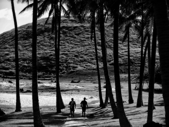 Easter Island Trees