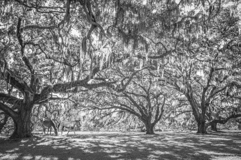 WATER OAK  PASTURE