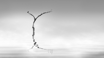 Meditatio mystica