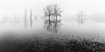 twin trees