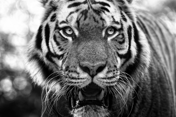 eye to eye