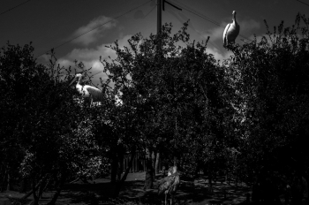 Bird Triangle