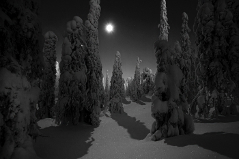 Troll_forest