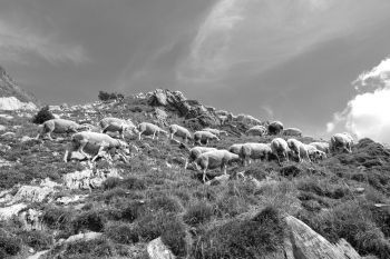 TRASHUMANCIA 