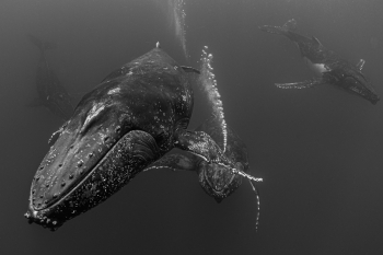 gang of whales