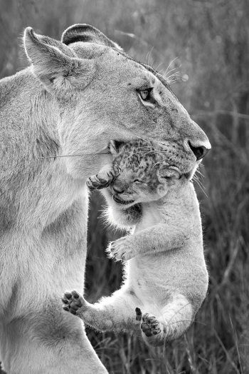 Innocence