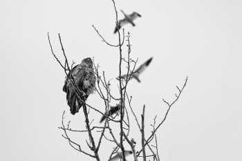Cloudy Day on a Wetland