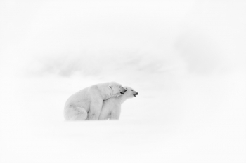 white love