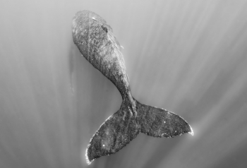 The tail 