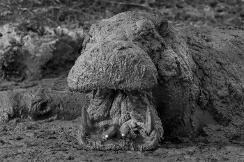 Hippo Mud Bath
