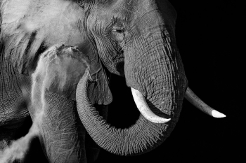 Elephant Dust Bath