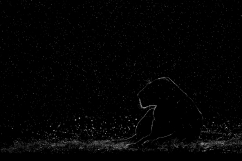 Big Cats in the Rain!
