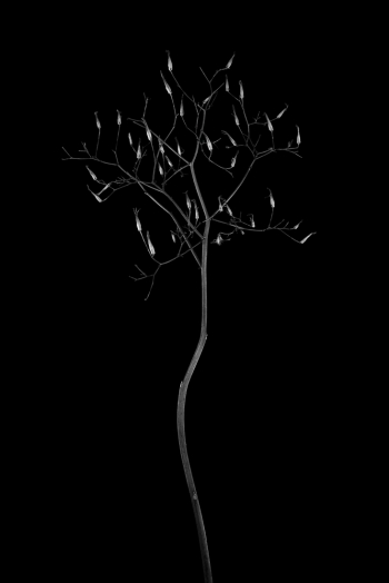 Botanic Beings