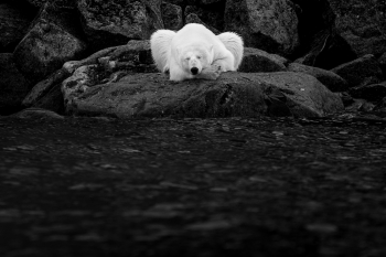 The Yoga Bear