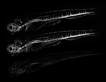 Fading of a fish