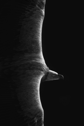 Symétrie.