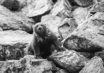 In the Wolverine Kingdom