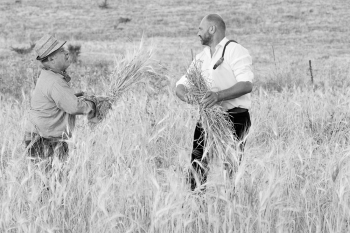 Grain Harvest - the old style