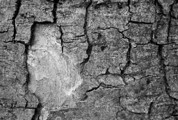 Natural textures