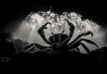 Blue Crab