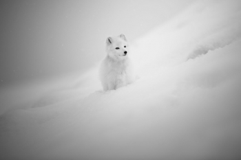 Footprints in the snow