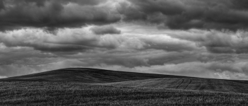 Spring Wheat