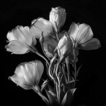 Tulips Gentian