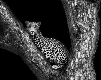 Panthera