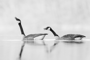 Courtship