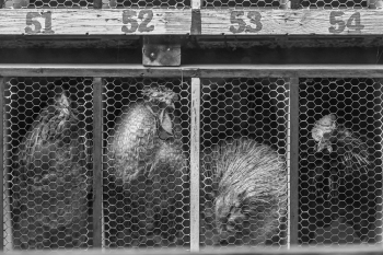 The singing roosters 