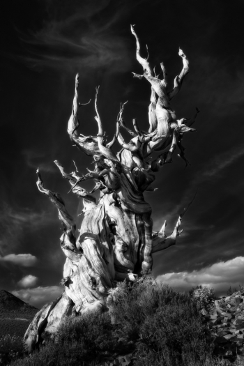 Methuselah Torments