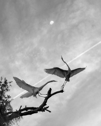 Wings of Paradise 