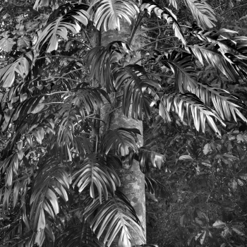Daintree, Lights in the Forest 