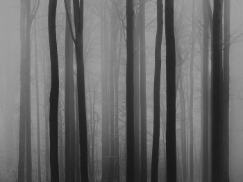the fog