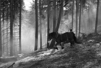 Horses in the forest
