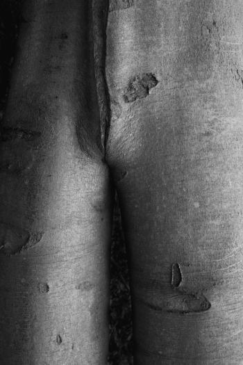 Enigmatic Torsos