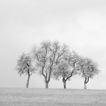 Blooming Pear Trees