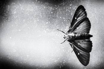 Escape