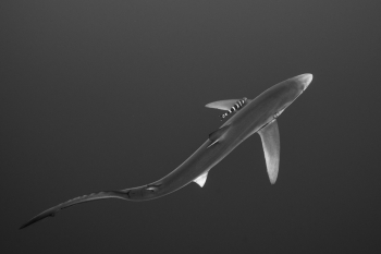 Blue Shark 