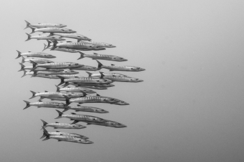 Barracudas 