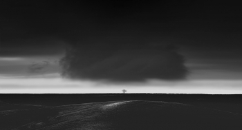 Lonely Tree 